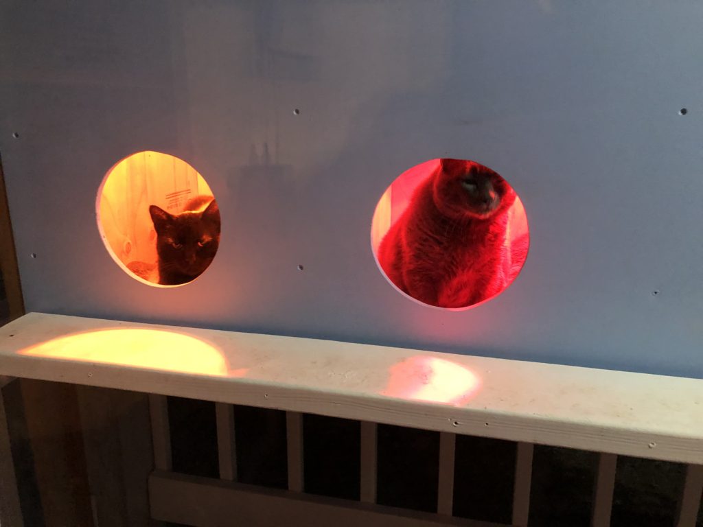 Showing two cats inside the shelter with the heat lamps on.
