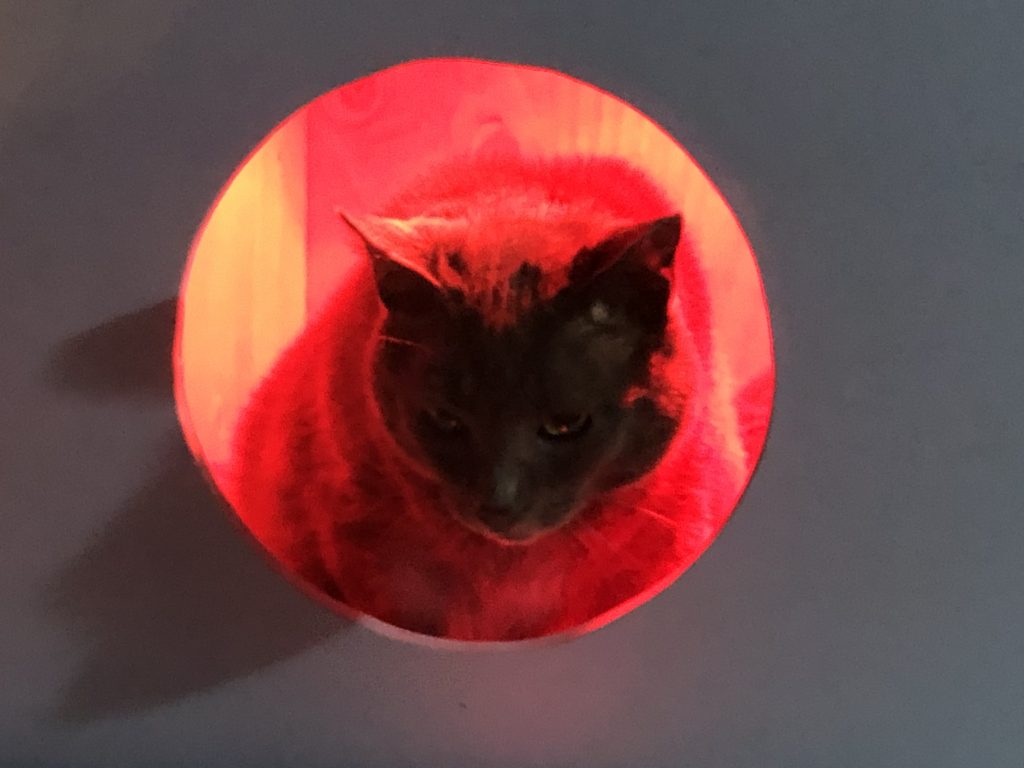 Shows Dorian Gray inside one compartment of the shelter enjoying the heat lamp.